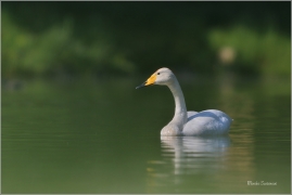 <p>LABUŤ ZPĚVNÁ (Cygnus cygnus) Šluknovsko - Whooper swan - Singschwan/</p>